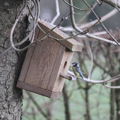 Nous entretenons les nichoirs du jardin.